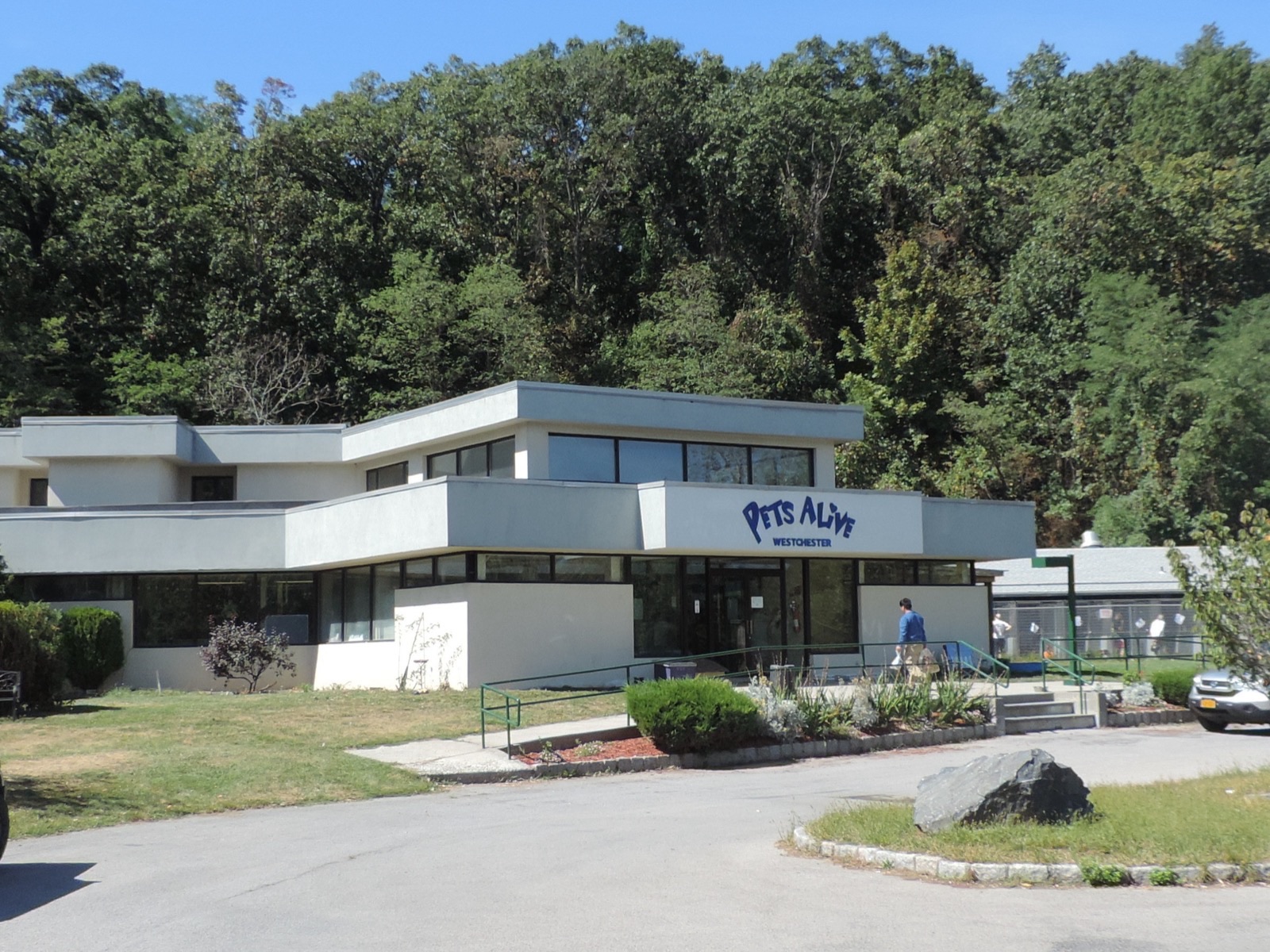 Pierwsze tygodnie z adoptowanym psem – czego unikać